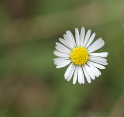 biało - żółty kwiat - makro © agarianna