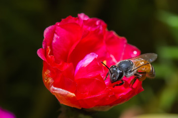 bee and honey pollination