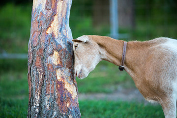 Goat heads to the tree