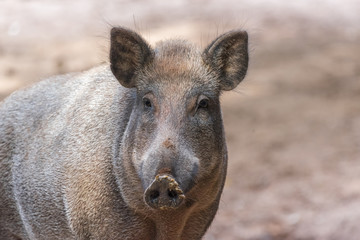 Fototapeta premium Wildschwein