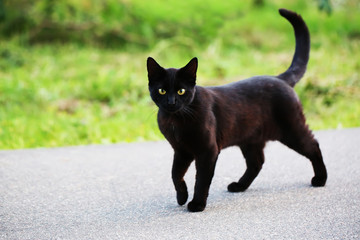 Homeless cat on the street
