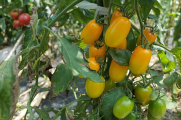 ７月中旬の菜園