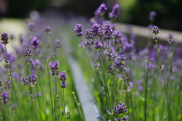 Lila Blumen draußen - Hyazinthe