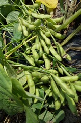 ７月中旬の菜園