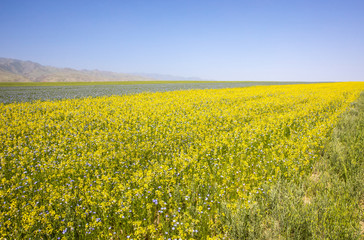 Fototapeta premium yellow cole flowers