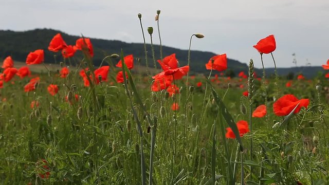 Poppy flowers against the blue sky - summer meadow