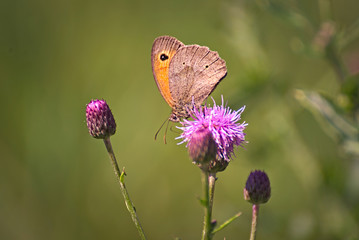 Colorful butterfly on a violet flowers 