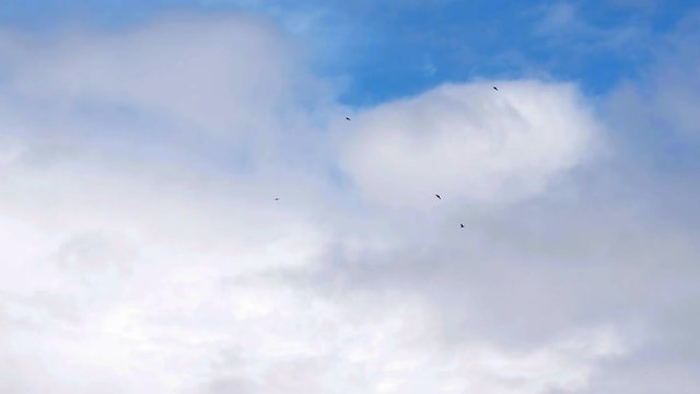 Low flying flock of birds in the airspace of airport. A possible collision of birds with aircraft