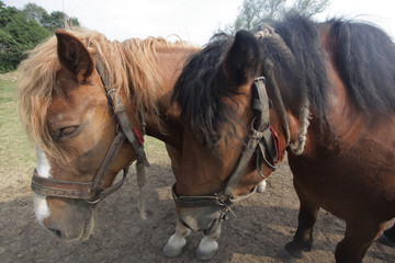 dwa silne konie na łące