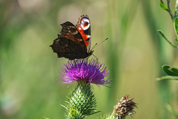 Colorful butterfly on a violet flowers 