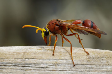 Image of potter wasp (Delta sp, Eumeninae) on dry timber. Insect Animal
