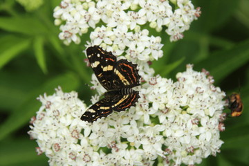 Schmetterling auf einer weißen Blüte im Gras