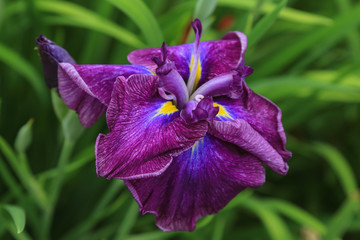 Purple iris flower closeup. Iris japonica