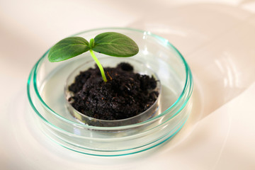 Young  green plant on petri dish in genetic laboratory