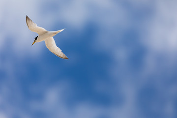 真夏の空を飛ぶアジサシ