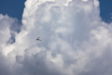 真夏の空を飛ぶアジサシ