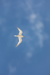Fototapeta na wymiar 真夏の空を飛ぶアジサシ