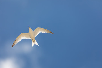真夏の空を飛ぶアジサシ