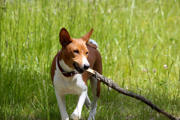 Basenji dog in the park. Purebred gorgeous red dog.