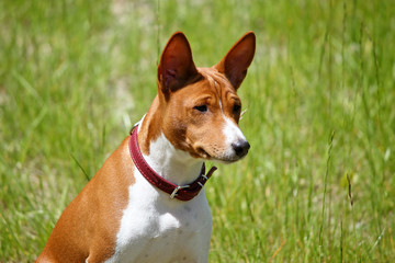 Basenji dog in the park. Purebred gorgeous red dog.