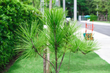 Pines in the park