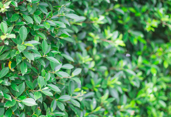 Fototapeta na wymiar Green leaves background, the tropical forest plant.