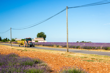 Seasonal works near village Valensole, Provence, France
