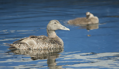 Eider