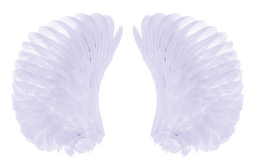 wings of bird on white background