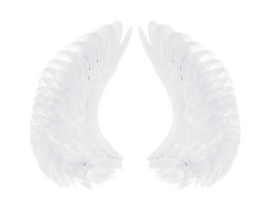 white wings of bird on white background