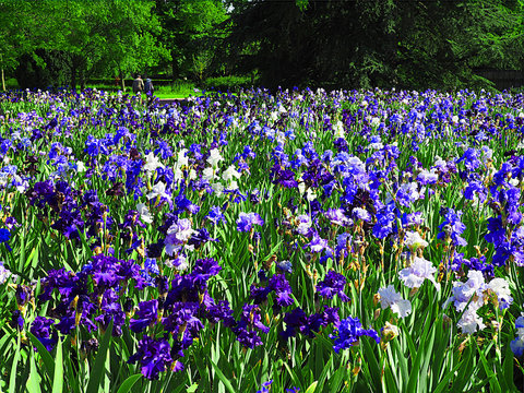 CHAMPS DE GLAIEULS