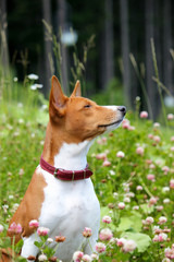 Basenji dog in the park. Purebred gorgeous red dog.