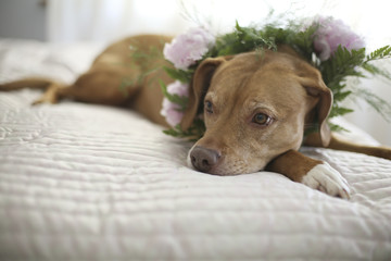 Orange and White Pitbull Staffordshire Terrier Hound Mix with a Flower Crown Collar of Ferns and Pink Peonies