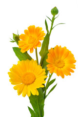 Vertical photo of three calendula flowers with leaves and buds isolated on white