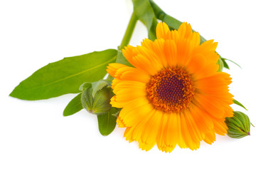 Beautiful calendula flower with leaves and buds isolated on white. Close-up