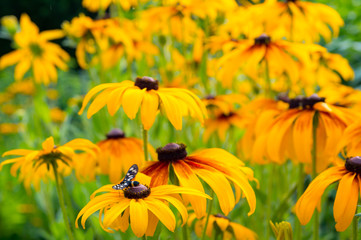 Beautiful yellow flowers (Echinacea paradoxa) with colorful butterfly, in the garden