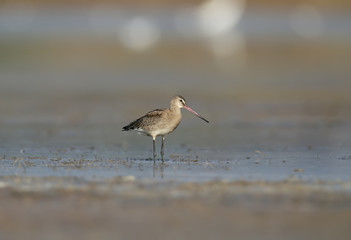 black-tailed godwit feeding on the wetland