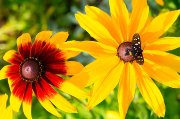 Top view on colorful yellow flowers (Echinacea paradoxa) with butterfly (Tiger Grass Borer) on. Close up.
