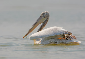 Dalmatin pelican from Danube delta