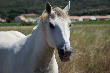 Obraz na płótnie Canvas portrait de cheval blanc