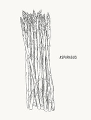 Asparagus vegetable stem isolated sketch. Bunch of fresh green asparagus sprout. Healthy food, dieting, vegetarian salad recipe design.