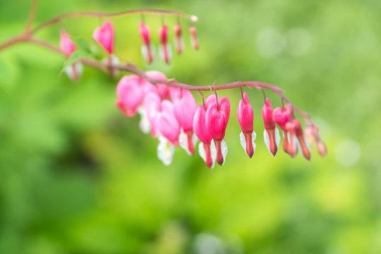 Fototapeta Pink Garden Flower