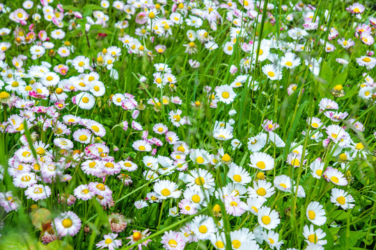 Fototapeta Flowering garden flowers