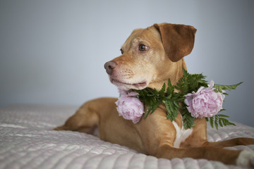 Orange and White Pitbull Staffordshire Terrier Hound Mix with a Flower Crown Collar of Ferns and Pink Peonies