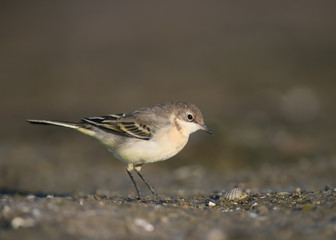 Curious young yellow vagtail in sunrise light