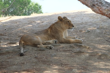 Lionne se reposant à l'ombre