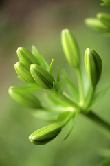 lilie - zielone pąki