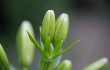 lilie - zielone pąki