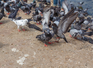 Many pigeons And pigeons are spread wings.