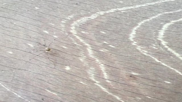 Weberknecht l&auml;uft &uuml;ber Holz